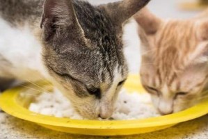 猫的饮食习惯及其他食物选择（探索猫的饮食偏好和其他可供选择的食物）