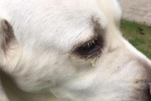 如何缓解松狮咳嗽？（以宠物为主，让爱犬舒适健康）