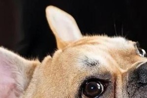 斗牛犬抽搐的原因及应对方法（探究斗牛犬抽搐的主要因素和急救技巧）