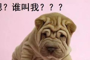 如何正确向沙皮发号施令？（提高宠物领导力，让沙皮听从你的指挥！）