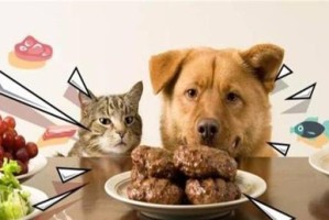 如何正确喂养博美犬？（掌握营养需求，选择适合的狗食）