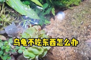 养龟的食物体积大小与参数的影响（探究龟的食物体积、数量、种类等参数对养龟的影响）