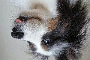 如何保护蝴蝶犬的眼睛（宠物爱好者必备的保护指南）