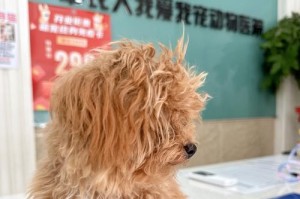 幼犬四针疫苗——保护你的宝贝健康成长（预防疾病、注射次数、接种时间、免疫效果一览）