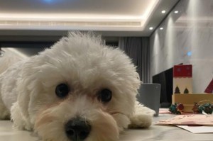 如何帮助以西施犬消除泪痕（以宠物为主，护理爱宠不容忽视）