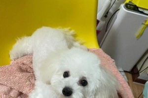 比熊宝宝的护理指南（让宠物健康快乐成长的秘密）