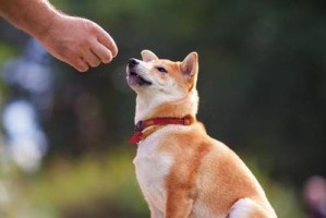 柴犬大小便训练全攻略（以宠物为主，实现无忧大小便）