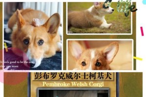 柯基两层毛的魅力与护理技巧（探索柯基两层毛的独特之处，教你如何正确护理）