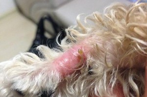 怎样处理狗狗掉毛问题（狗狗掉毛应该如何处理？——宠物养护技巧）