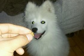 沈阳禁止养大型犬的原因及影响（保障城市安全与和谐，沈阳禁养大型犬引发争议）