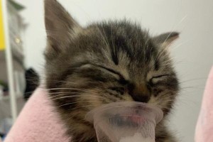 12天小猫的喂养全指南（喂养量、时间、频率及注意事项详解）