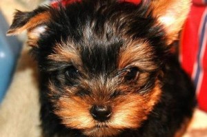 如何正确鉴定约克夏犬（掌握这些常识，让你的约克夏犬健康幸福！）