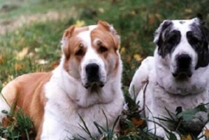 如何科学地喂养澳大利亚牧羊犬（以健康为导向，宠爱你的牧羊犬）