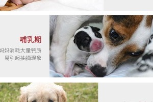 金毛犬补钙指南（合理补钙，健康金毛）