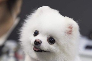 为什么以生鲜食物为主的饮食方式对狗狗更好？（探索不吃狗粮的饮食选择和养狗方案）