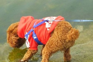 小心！泰迪犬吃太咸的食物可能引发这五大危害（泰迪犬吃太咸的食物可能导致水肿、高血压、肾脏问题等）