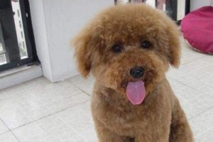 贵宾犬的多彩世界（探寻贵宾犬的丰富毛色，揭秘最稀有的贵宾犬品种）