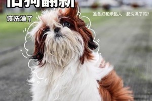 给泰迪洗澡的正确方法（选择合适的洗澡用品，让泰迪宠物健康舒适）