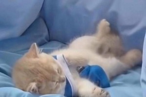 狗狗怀孕期和生产过程详解（孕妇狗狗的照顾和注意事项）