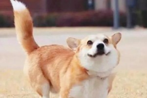 柯基为什么如此粘人？（探究柯基独特的亲人本性）
