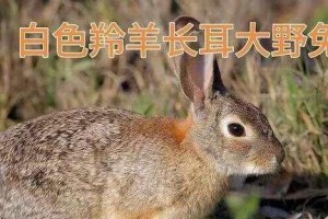 白色羚羊长耳大野兔的饲养方法（打造宠物兔的天堂）