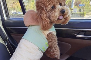 泰迪犬的成长历程（探秘泰迪犬从小宝宝到成年犬的全过程）