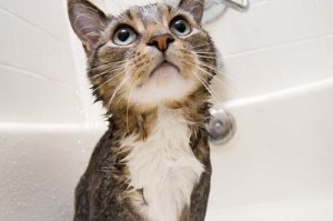 如何给不喜欢水的猫咪洗澡？（教你如何让宠物猫咪洗澡，提高猫咪的卫生水平）