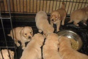 金毛饲养全攻略（从幼犬到成年犬，打造健康快乐的宠物生活）