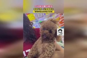 泰迪犬的小脾气（探寻泰迪犬的9个表现，揭示其小脾气特点）