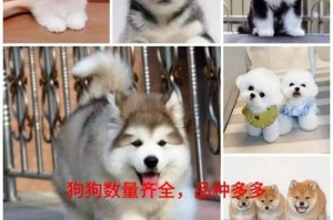 挑选博美宠物指南（教你6招，轻松挑选理想的博美宠物）