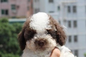 泰迪犬（了解泰迪犬的特点和饲养要求）