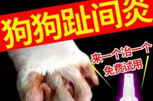 如何治疗狗狗鼻子溃烂（探索有效的药物护理方法）