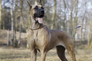 从宠物训练的角度出发，教你如何让大丹犬乖乖趴下，让你的宠物更加听话、规矩。