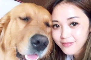 如何训练金毛犬握手技能（宠物训练教程，金毛犬握手训练必备技巧）