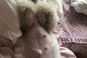 如何判断自家狗狗是否怀孕？（狗狗怀孕后的变化及判断方法）