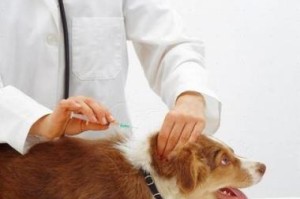 狗狗疫苗注射的注意事项（保护宠物健康的必要步骤）