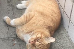 猫在屋里来回跑的原因（探究猫咪行为中的不同因素）