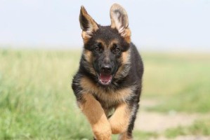如何以德国牧羊犬为宠物训练？（培养友善的性格，掌握有效的技巧）