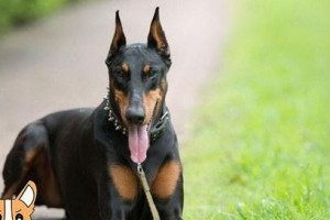 如何选择一只健康可爱的迷你杜宾犬（了解迷你杜宾犬的特点与需求，避免选错萌宠）