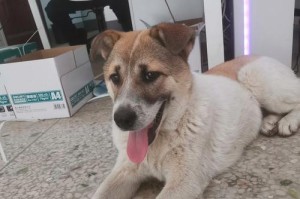 以毛长但少的狗的影响（深入探讨毛长但少的狗对犬类健康和外观的影响）