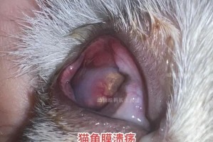 揭秘猫眼睛出浓的原因（为何猫咪的眼神那么迷人？）