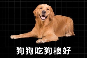 狗狗为什么吃狗粮不嚼？（探索狗狗不嚼狗粮的原因及其影响）