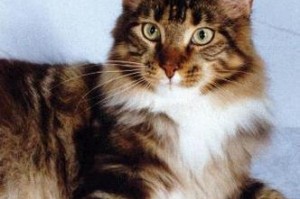 以狸花猫为主题的品种解析（了解狸花猫的特点、分类和饲养技巧）