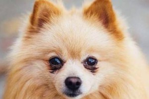 如何有效处理圣伯纳犬眼屎（以宠物健康为重，轻松解决眼屎问题）