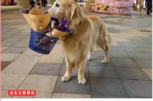 养金毛须知（确保你和你的金毛宝宝都开心愉快，让他成为你家的最佳伙伴）