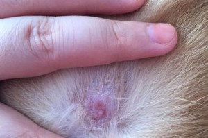 狗狗为何频繁咬自己的身体？（解析狗狗常咬身体的原因和解决方法）