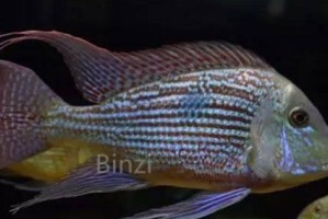 牛头鲷饲养指南（了解如何照顾你的水族馆宠物）