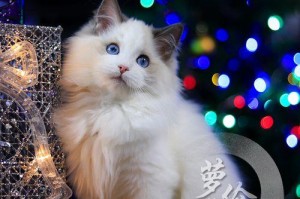 揭秘猫咪血统证书的样子及含义（了解猫咪血统证书的重要性及功能）