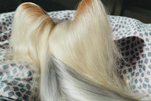 如何护理“移动宝石”约克夏犬的毛发（细节护理让毛发更加闪亮健康）