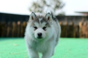 哈士奇不同年龄段体重详解（从幼犬到成年犬，如何控制哈士奇体重）